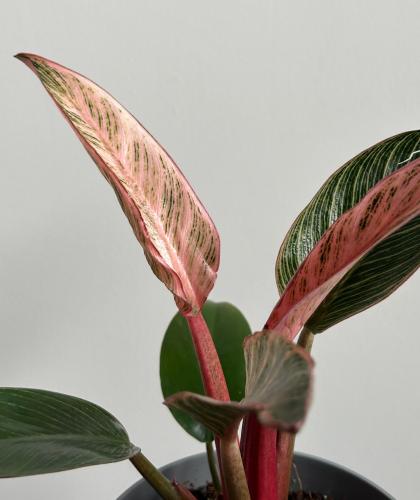فيلودندرون بينك بيركن | Philodendron Pink Birkin