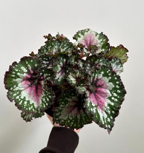 بيقونيا ركس بيربل بلاش | Begonia rex Purple Blush