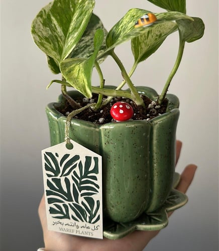 توزيعات بوتس ماربل كوين