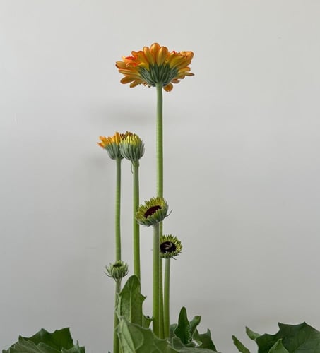 جيربيرا | Gerbera jamesonii