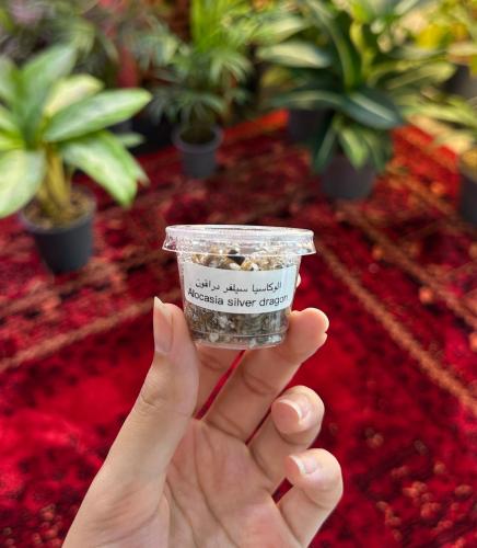 كورمز الوكاسيا سيلفر دراجون | Alocasia Silver Drag...