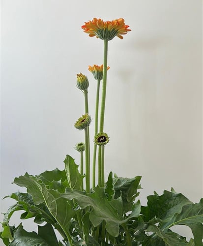 جيربيرا | Gerbera jamesonii