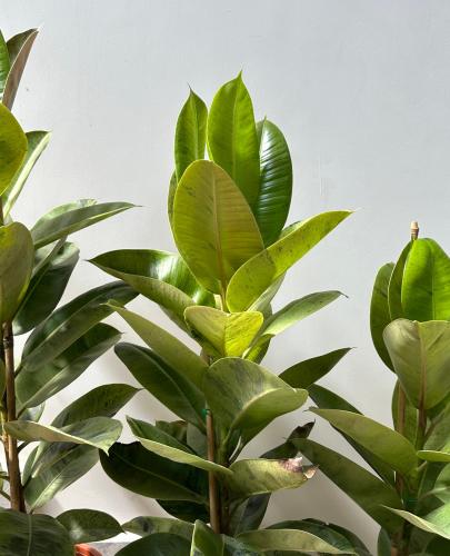 فيكس شيفريانا | Ficus Shivereana