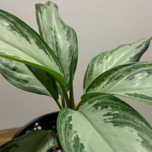 اجلونيما سيلفر باي | Aglaonema Silver Bay