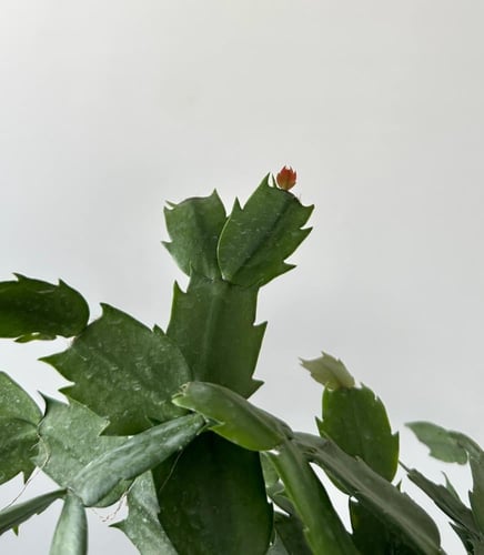 صبار الميلاد | Christmas Cactus
