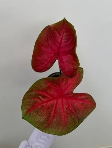 كلاديوم هوت فلاش | Caladium Hot Flash