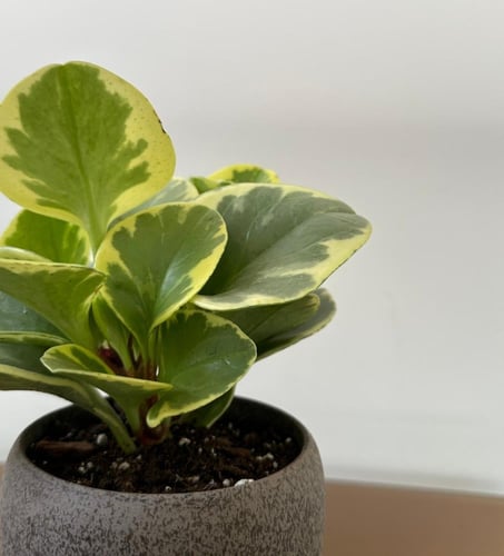 ببروميا أوبتوسيفوليا | Peperomia obtusifolia
