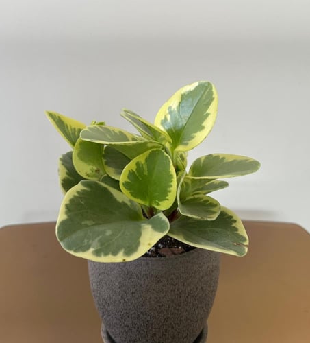 ببروميا أوبتوسيفوليا | Peperomia obtusifolia