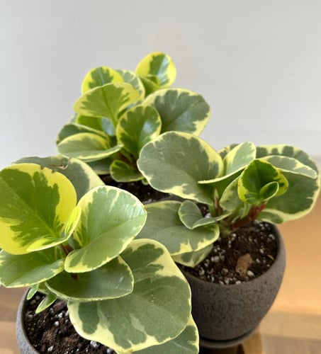 ببروميا أوبتوسيفوليا | Peperomia obtusifolia