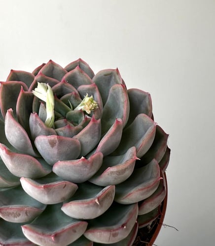 ايشفيريا | Echeveria