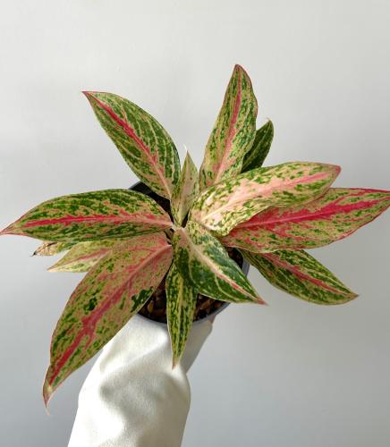 اجلونيما بيكوك | Aglaonema Peacock