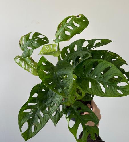 مونستيرا ادنسوني | Monstera Adansonii