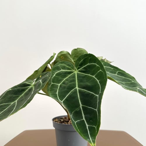 انثريوم كريستالينوم | Anthurium Crystallinum