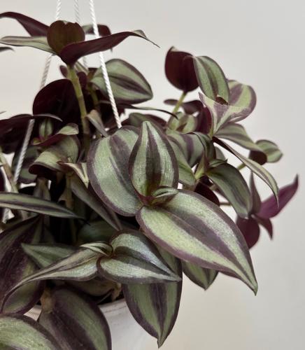 تراديسكانتيا زيبرا | Tradescantia zebrina