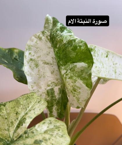 كورمز الوكاسيا ماكروريزا سبلاش | Alocasia macrorrh...