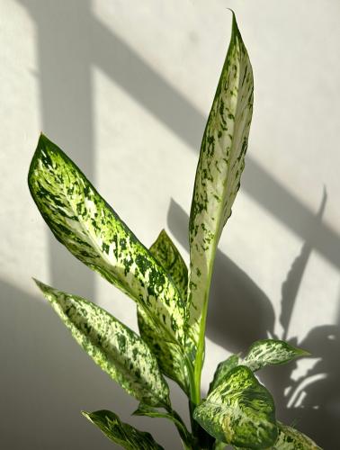 دفنباخيا فزوفيس | Dieffenbachia Vesuvius