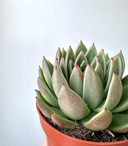 ايشفيريا أغافويدس | Echeveria agavoides