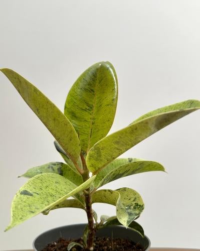 فيكس شيفريانا | Ficus Shivereana