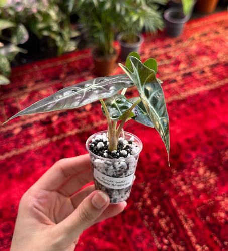 الوكاسيا امازونيكا | Alocasia Amazonica