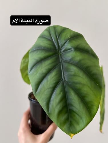 كورمز الوكاسيا جرين شيلد | Alocasia Green Shield