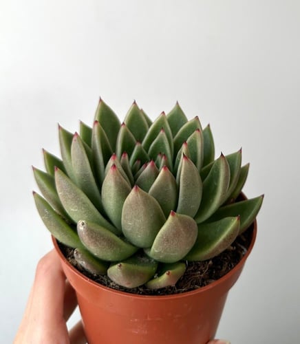 ايشفيريا أغافويدس | Echeveria agavoides