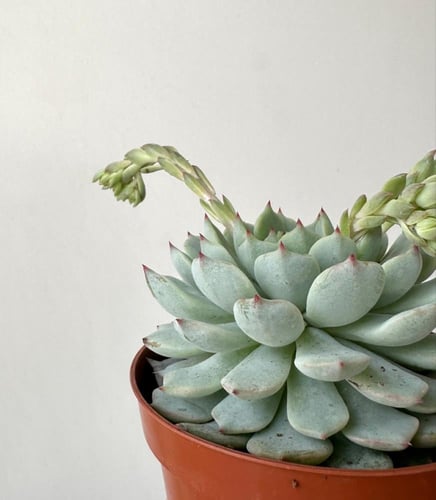 ايشفيريا كوسبيداتا | Echeveria cuspidata