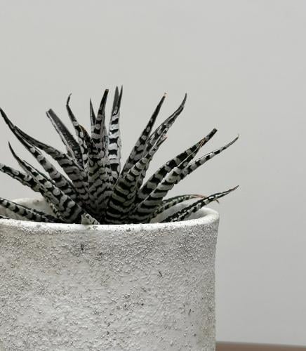 زيبرا هورثيا | Zebra Haworthia