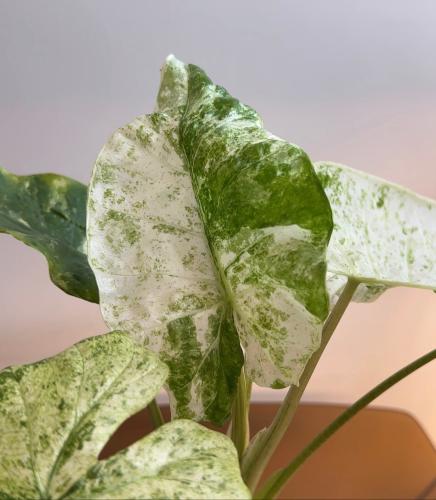 الوكاسيا ماكروريزا سبلاش | Alocasia Macrorrhiza Sp...