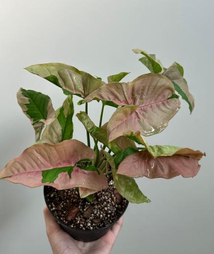 سنجونيوم بينك لافا | Syngonium Pink Lava