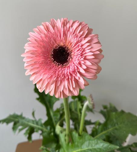جيربيرا | Gerbera jamesonii