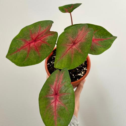 كلاديوم ريد فلاش | Caladium Red Flash