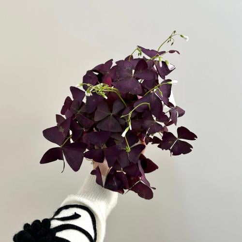 اوكساليس صني | Oxalis Sun