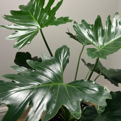 فيلدندرون شانغريلا | Philodendron Shangri-La