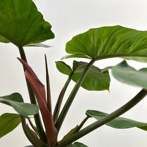 فيلدندرون جنغل فيفر | Philodendron Jungle Fever