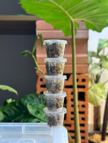كورمز الوكاسيا بورتودورا | Alocasia Portodora corm...