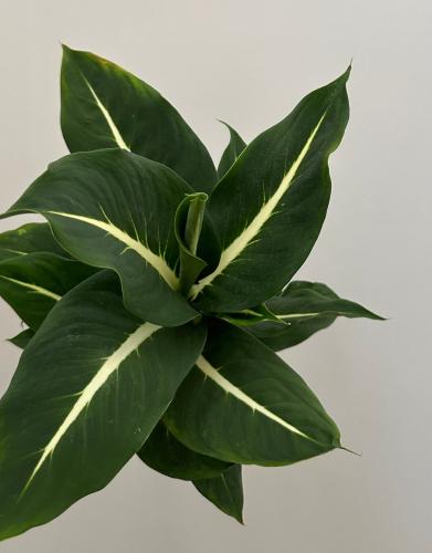 دفنباخيا جرين ماجيك | Dieffenbachia Green Magic