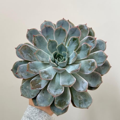 ايشفيريا أوريون | Echeveria Orion