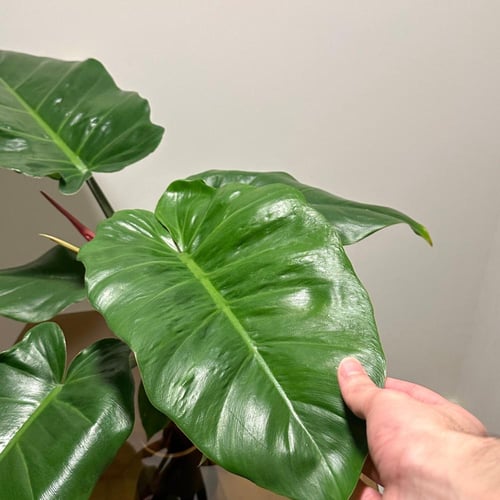 فيلدندرون جنغل فيفر | Philodendron Jungle Fever