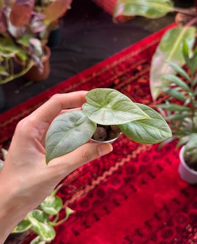 الوكاسيا سيلفر دراجون | Alocasia Silver Dragon