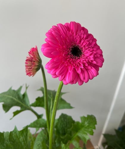 جيربيرا | Gerbera jamesonii
