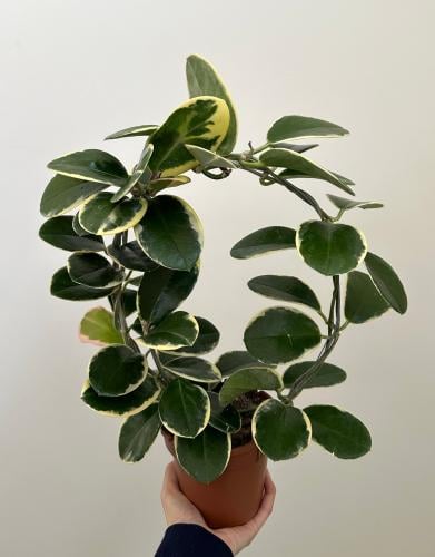 هويا اوستراليس بلوندي| Hoya Australis Blondie