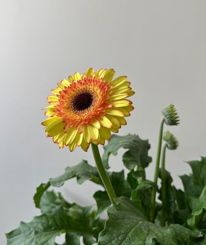 جيربيرا | Gerbera jamesonii