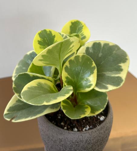 ببروميا أوبتوسيفوليا | Peperomia obtusifolia