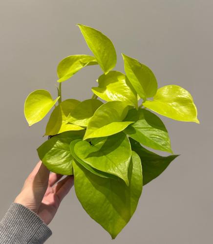 بوتس نيون | Pothos Neon