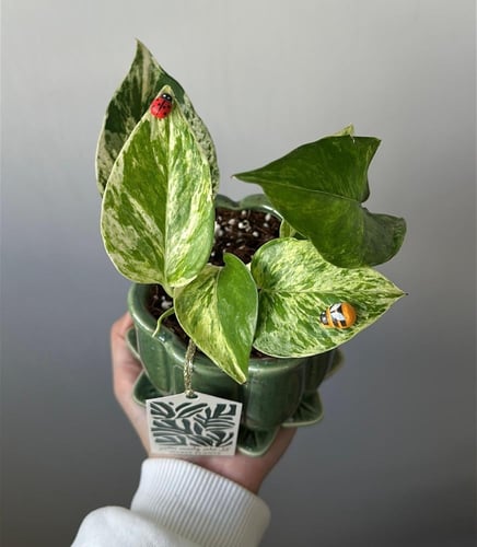 توزيعات بوتس ماربل كوين