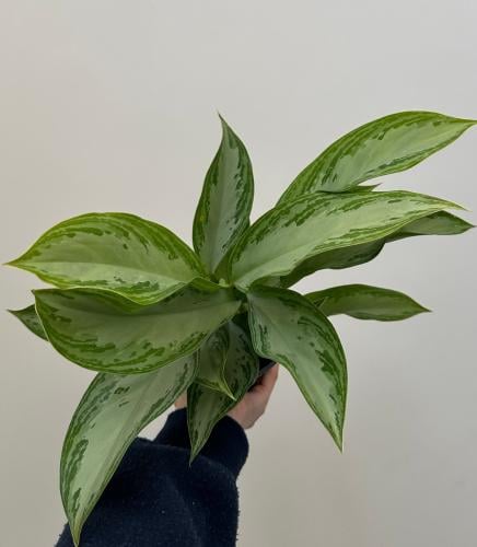 اجلونيما سيلفر باي | Aglaonema Silver Bay
