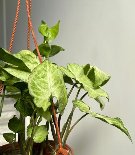 سينجونيوم بودوفيلوم | Syngonium podophyllum