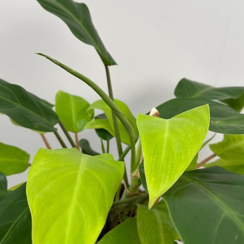 فيلدندرون مالاي جولد | Philodendron Malay Gold