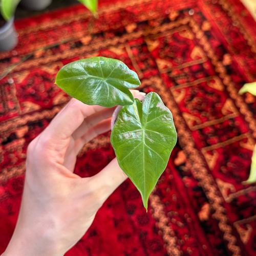 Alocasia Portodora corms