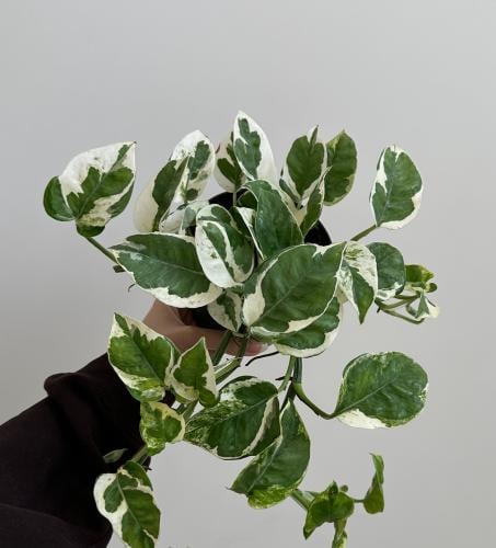 بوتس أنجوي | Pothos N’Joy